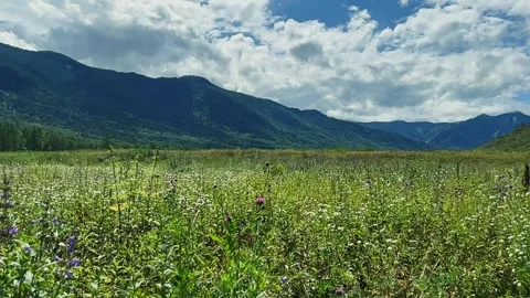 Alpine meadows in a mountain valley. Stock-Footage 306018597
