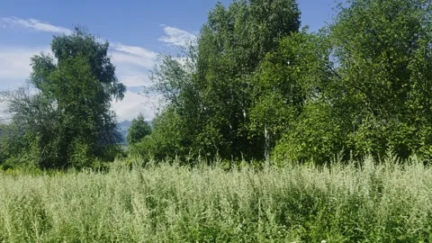 Alpine meadows in a mountain valley. Slow motion video. Stock-Footage 303360065