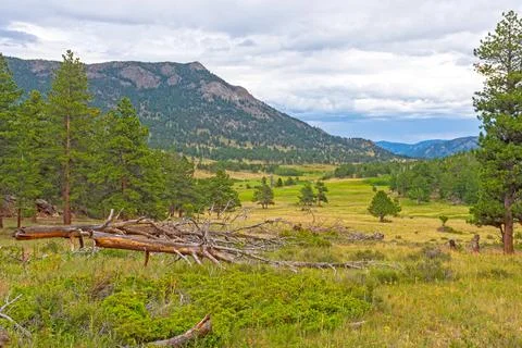 Alpine Meadows in the Mountains Фото