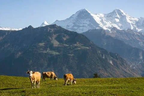 Alpine meadows Stock Photos