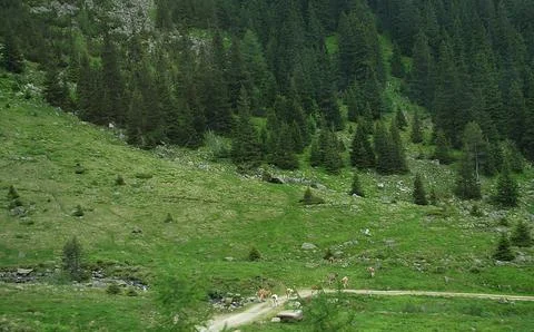 Alpine meadows Foto stock