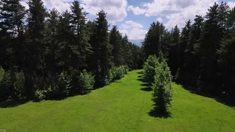 Alpine Meadows, Pine Forests And Cloudy Skies Vídeo Stock 334736676