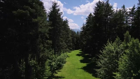 Alpine Meadows, Pine Forests And Cloudy Skies 스톡 동영상 335034847