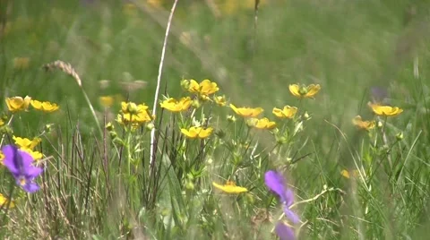 Alpine meadows with short grass and yellow and orange flowers beaten by wind 10 Stock Footage 58099474