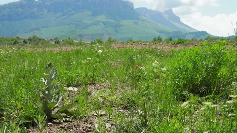 Alpine meadowю Summer mountain herbage Stock Footage 130890429
