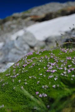 Alpine moss Stock Photos