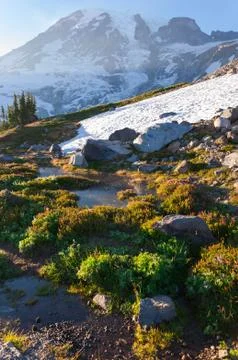 Alpine, mountain and trees Stock Photos