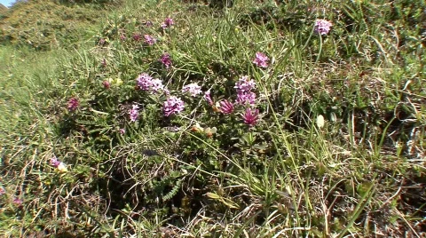 Alpine Mountain Flora 1 Stock Footage 485133