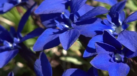 Alpine Mountain Flora 2 스톡 동영상 8215826