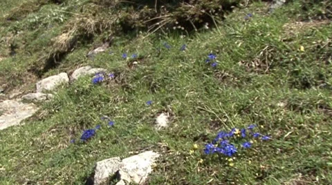 Alpine Mountain Flora 3 Stock Footage 8213665