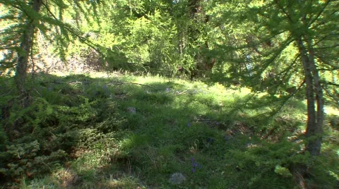 Alpine Mountain Flora 4 Stock-Footage 485120