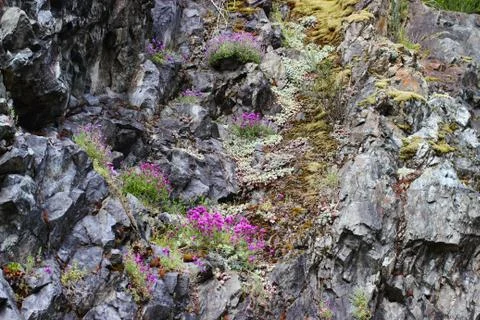 Alpine mountain flowers in spring Stock Photos