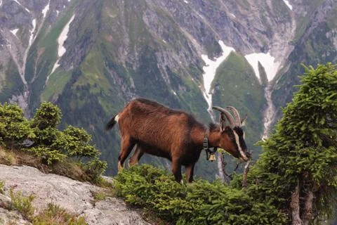 Alpine mountain goat Foto stock