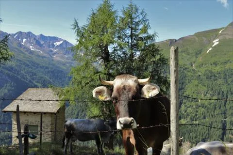Alpine mountain hut and cow Stock Photos