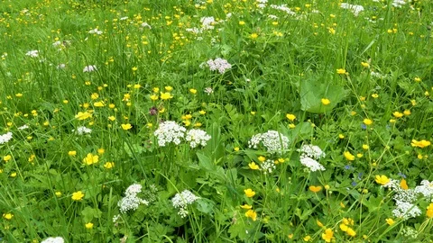 Alpine mountain meadow Stock Footage 91183626
