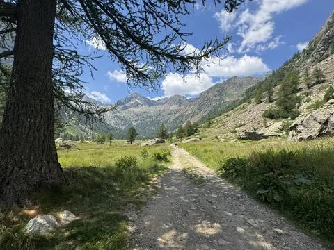 Alpine Mountain Meadow with Pine Tree and Rocky Peaks Under Blue Summer Sky. Stock Photos