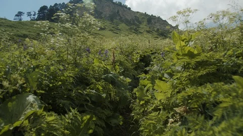 Alpine mountain meadows Видео 112734465