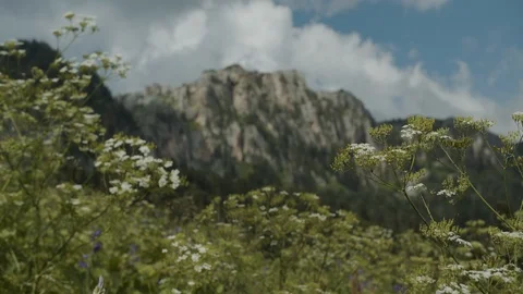 Alpine mountain meadows Stock Footage 112734485