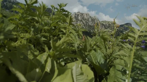 Alpine mountain meadows Stock Footage 112734540