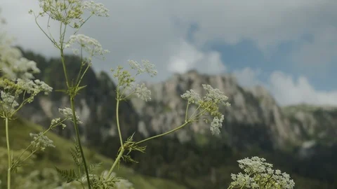 Alpine mountain meadows Stock Footage 112734579