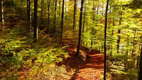 Alpine Mountain Panoramic Scenery View Stock Footage 229851074