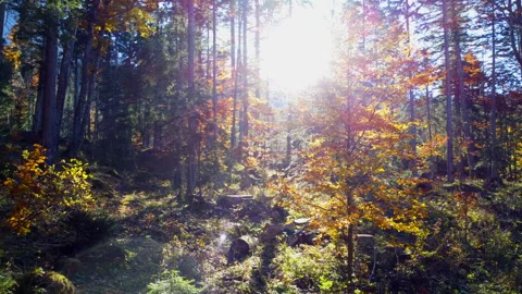 Alpine Mountain Panoramic Scenery View Stock Footage 229874981