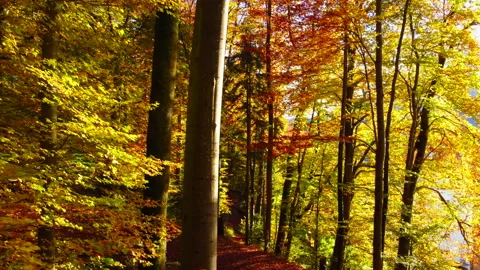 Alpine Mountain Panoramic Scenery View Stock Footage 229875215