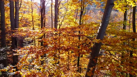 Alpine Mountain Panoramic Scenery View Stock Footage 229875622