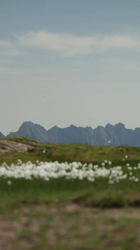 Alpine Mountain Range with Wildflower Meadow – Static Nature Landscape Video stock 328722977