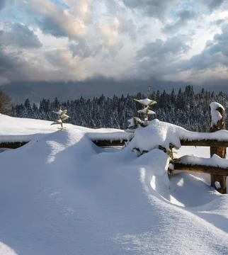 Alpine mountain snowy winter fir forest and snow drifts near wood fence on se Stock Photos