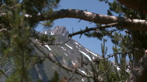 Alpine mountain tree Stock Footage 485287