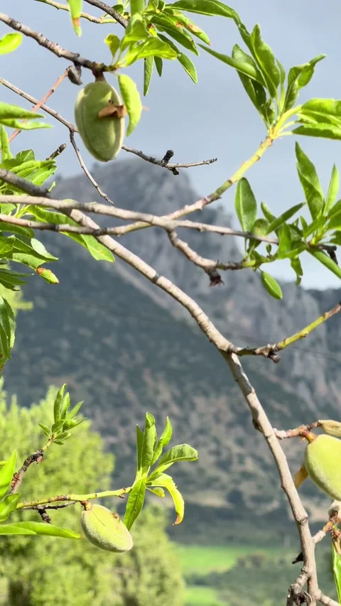 Alpine mountain valley with fresh green spring foliage Stock Footage 336581009