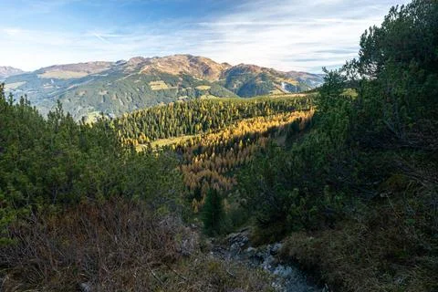 Alpine mountains covered with larch trees in autumn colors on a beautiful Stock Photos
