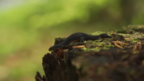 Alpine newt 1 Stockbeeldmateriaal 81652514