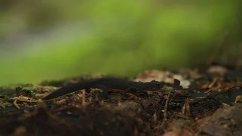 Alpine newt Stockbeeldmateriaal 81677725