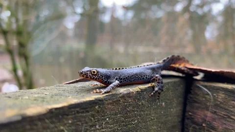 Alpine Newt Stock Footage 126037144