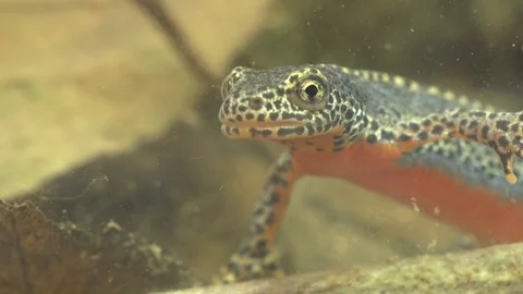 Alpine newt in a pond  Stock Footage 74349373