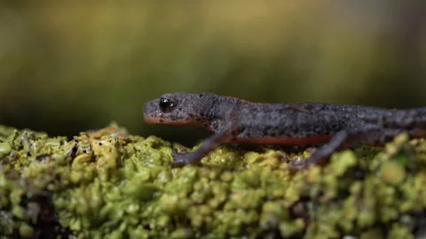 Alpine newt on a twig covered with lichen Stock Footage 259229908
