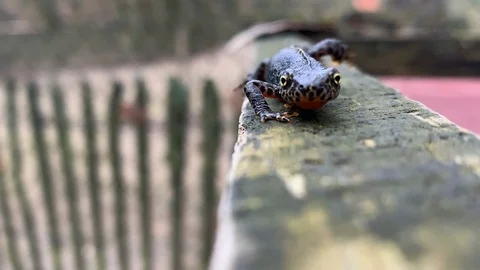 Alpine Newt Walking Stock Footage 126036642