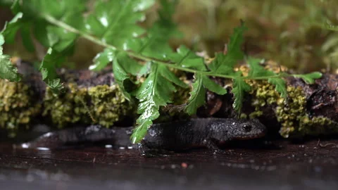 Alpine newt on a wet board Stock Footage 259315909