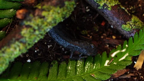 Alpine newt on wet ground Stock Footage 295850318