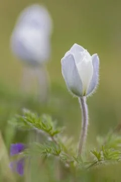 Alpine pasqueflower, summer time in the mountains Stock Photos