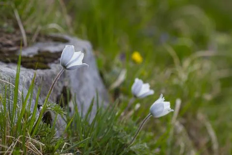 Alpine pasqueflower, summer time in the mountains Stock Photos