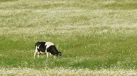 Alpine pasture 스톡 동영상 21946193