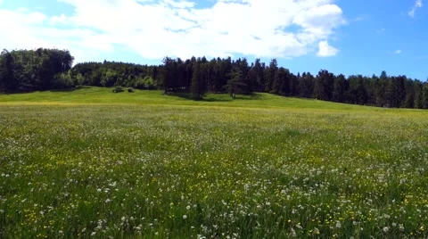Alpine Pasture, Lower Austria Stock-Footage 51335888