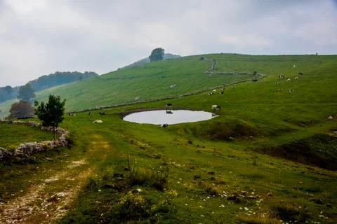 Alpine pastures with cows one Stock Photos