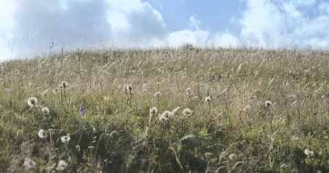 Alpine pastures landscape moved by wind in the Italian Alps Vídeos de archivo 319213957