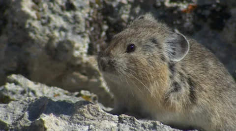 Alpine Pika Shaking at Yellowstone National Park Stock Footage