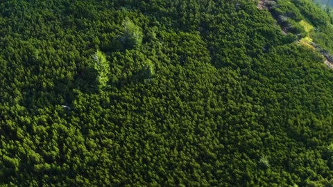 Alpine pine in the Carpathians. Stock Footage 170775184