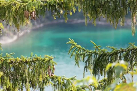 Alpine pine cones and pine tree leaves.A dramatic turquoise mountain lake Stock Photos